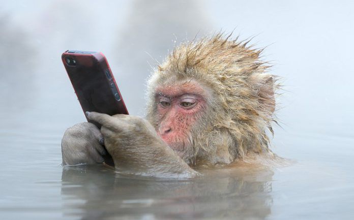 Primate using a smartphone Primate using a smartphone