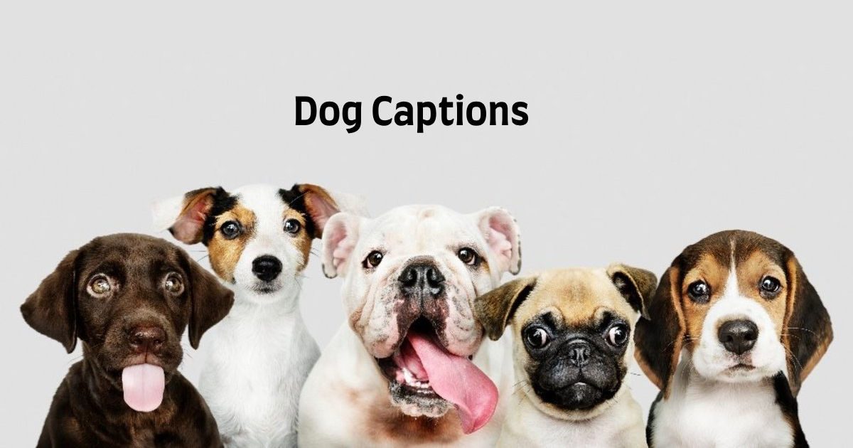 dog pictures with captions