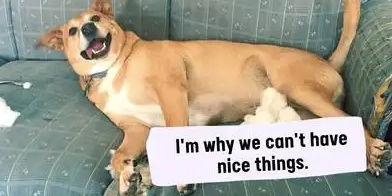 funny dog caption pictures