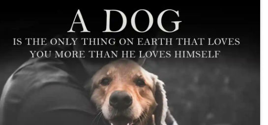 unconditional dog love quotes