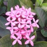 Samsung Galaxy J Max Camera Sample Macro